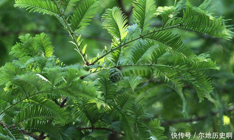  健康|此野果每天吃几个，体内湿气重，轻松排走，睡眠好了，身体更健康