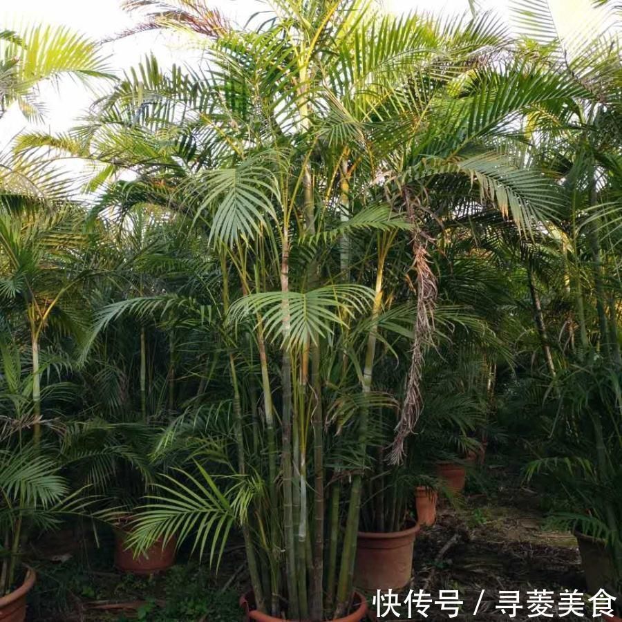 栽种|适合放在客厅的6种大型盆栽,好看健康,大大的叶子充满生机