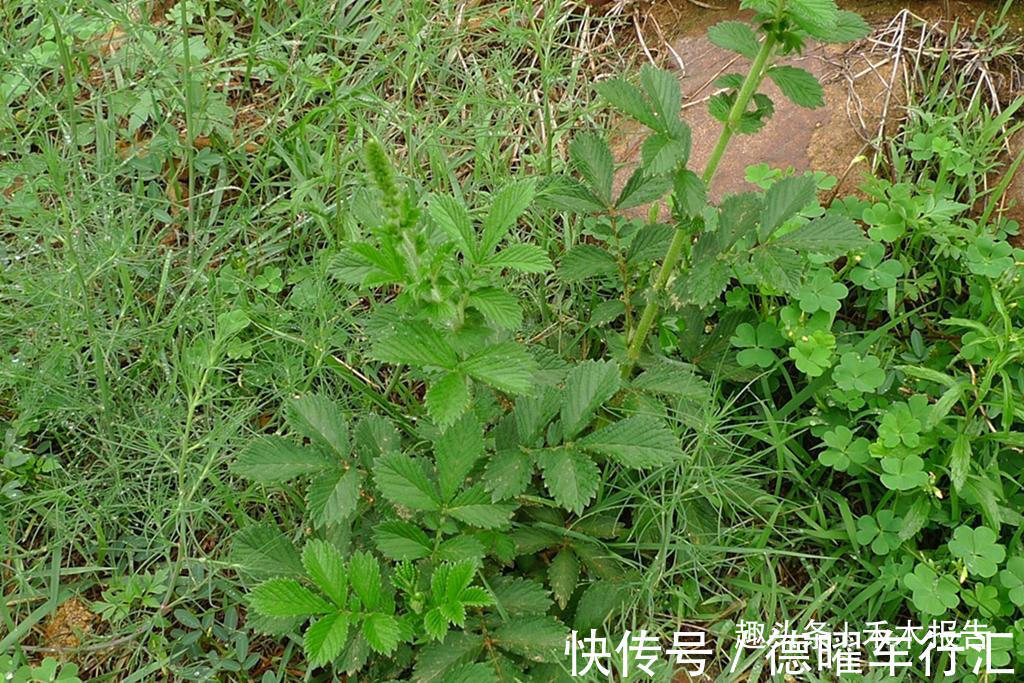 维c|满身都是刺,却成民间极品野菜,如今15元一斤,吃过的人不多