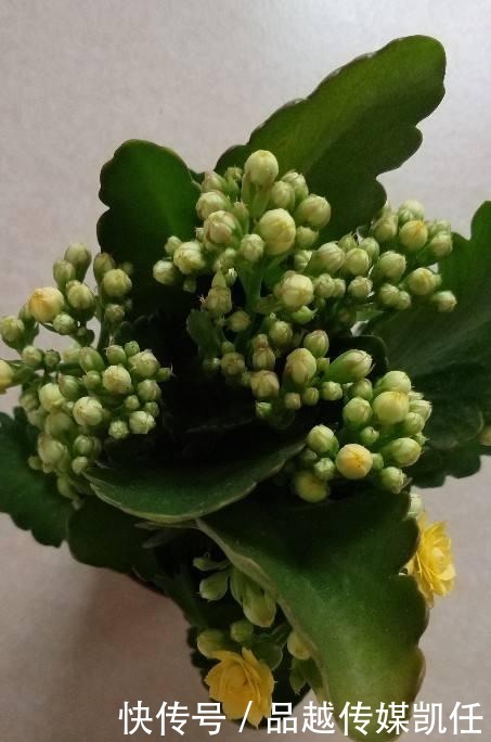 小平头|长寿花剪一刀,理个小平头,株型矮壮开花多