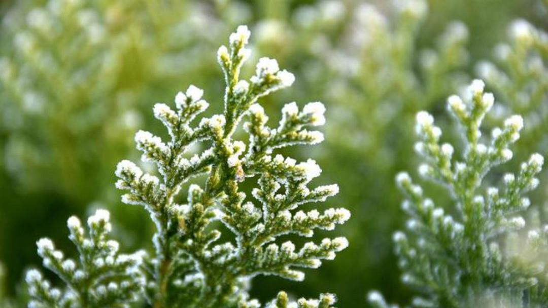 霜|杨万里一首很有趣的七绝《霜》,只是那么淡淡着笔,但是很唯美!