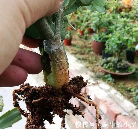 休眠|8种“漂亮花”,就怕暴雨天,淋雨就烂,赶紧搬到屋里去