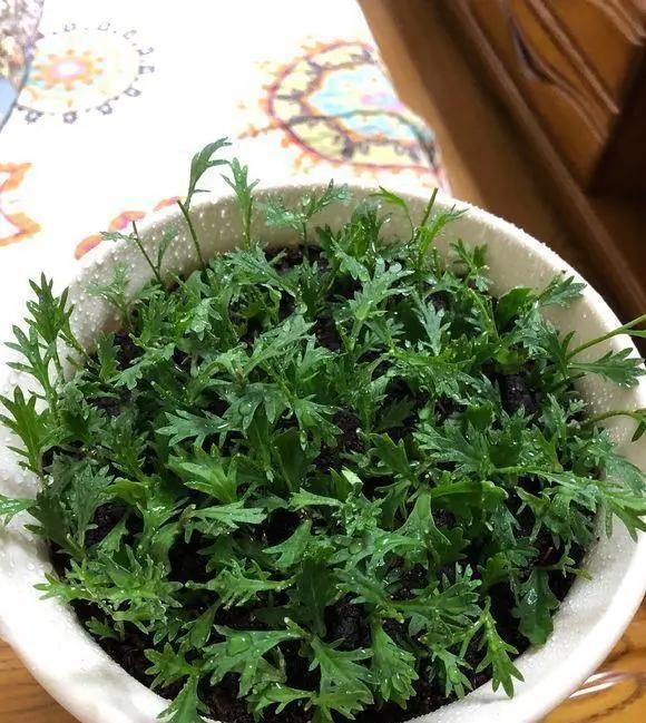 姬小菊|5种花,趁现在“赶紧扦插”,生根快,长得快,一个月就开花