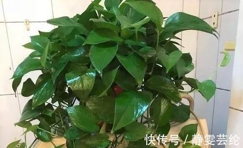 什么淘米水、黄豆水,都不如1勺粉末,用来养花,花开爆盆