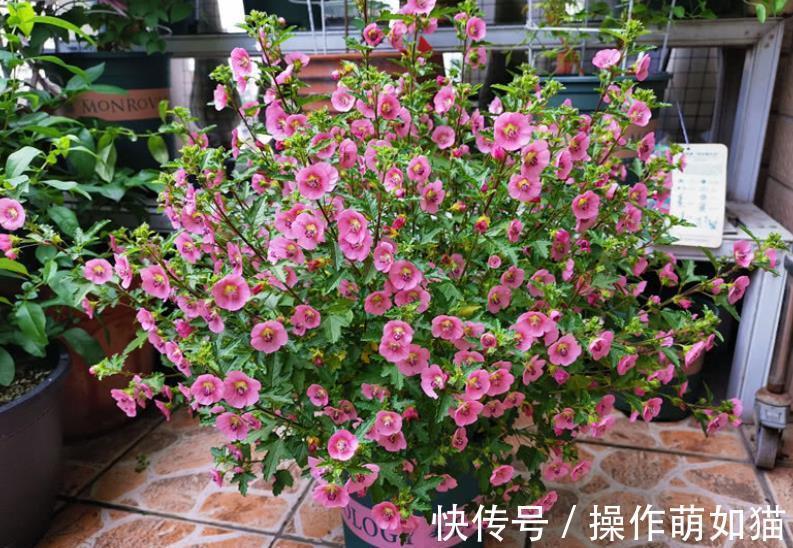 6种花爱“吃土”，10月赶紧换盆，不然长势弱来年花量减半