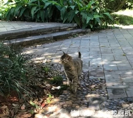 贵宾犬拒绝回家，只为带上流浪猫，直到去医院后主人才终于同意！