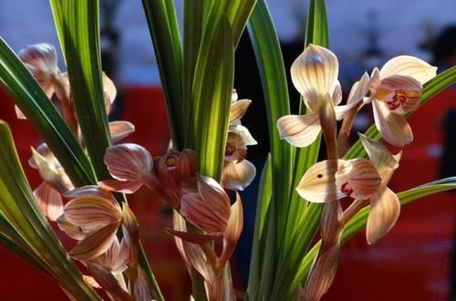 花色|此兰是“香花之王”,花色艳丽,香味浓郁,曾几万一苗,现普草价