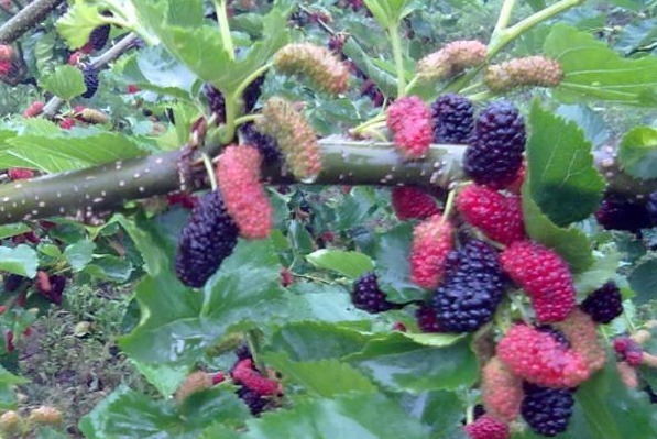 桑葚|桑葚不仅能充饥,还有五种罕见的功效,中医推荐有六种保健作用