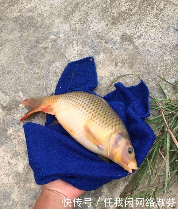 广东钓友,珠江钓起许多“彩鲤”,这是珠江里特有的极品鲤鱼