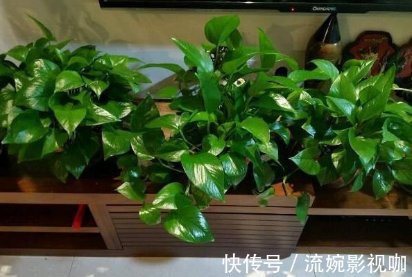 君子兰肥|君子兰肥到流油,长寿花开不断,原来他用了这个小方法!