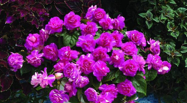 这五种花可以四季常开，一养就爆盆，而且常盛不衰，绝对不容错过