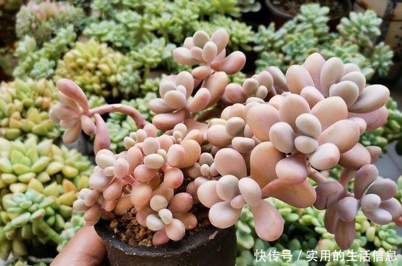 养不死的“桃蛋”,用“小陶盆”养,爆盆快,60天成老桩!