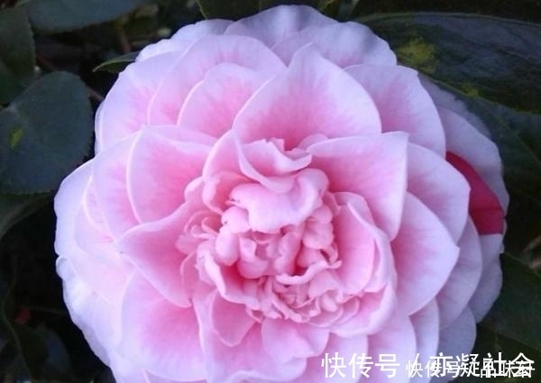 如何帮助茶花顺利越冬，这几个方面需要注意一下