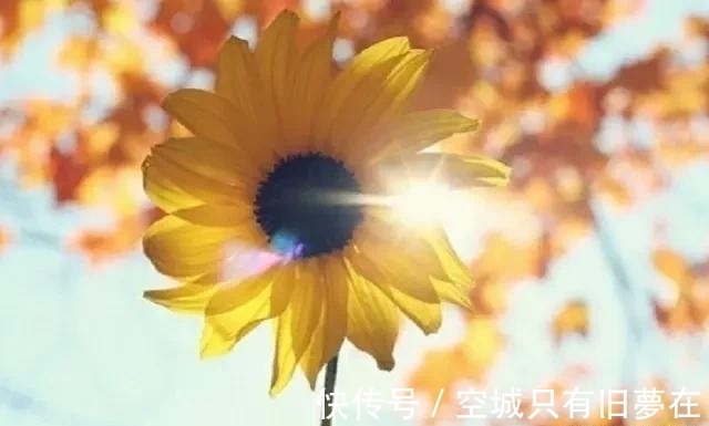 世界上十大最美的花,彼岸花排第二!