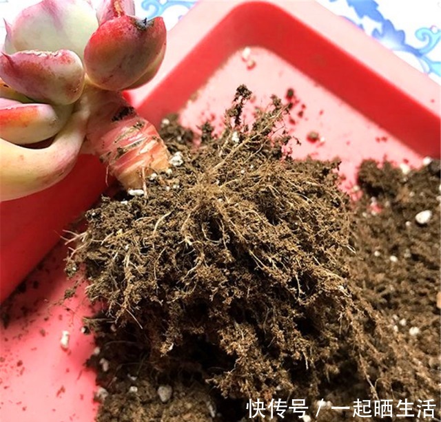 给多肉修根，忘了做这“1步”，容易黑腐、烂根，还不如原生盆！