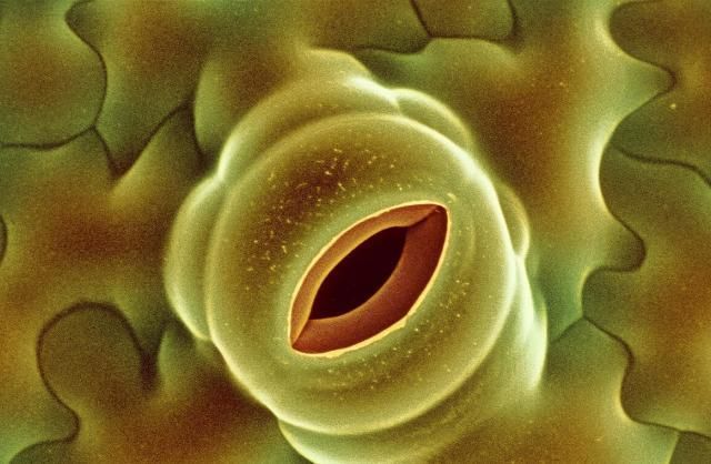 发物|得了癌症不能吃“发物”?发物到底是什么?消化科医生来讲清楚