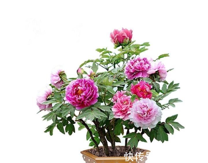 快扔掉家中发财树,真正好看还能净化空气的是这几种,高级又漂亮