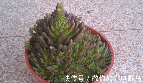 松树类|瓦松?是不是以为是松树,那就错了,它长得可是很可爱的