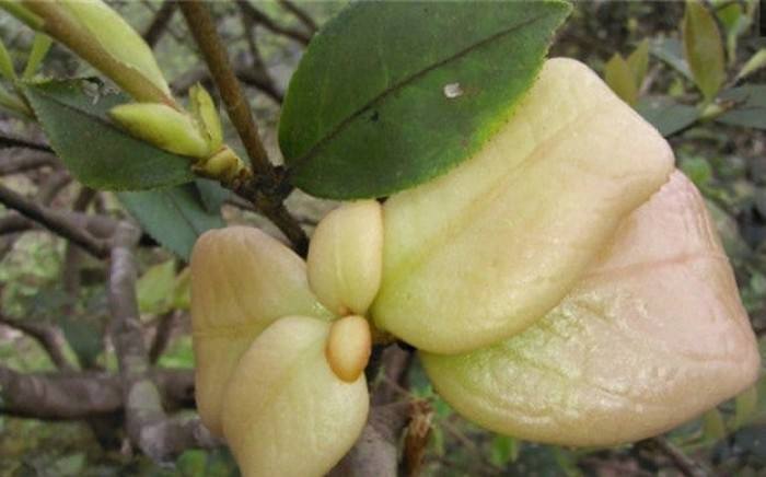 山茶花|全身都能吃，发霉的花苞都是宝，国外用的油全靠我国出口