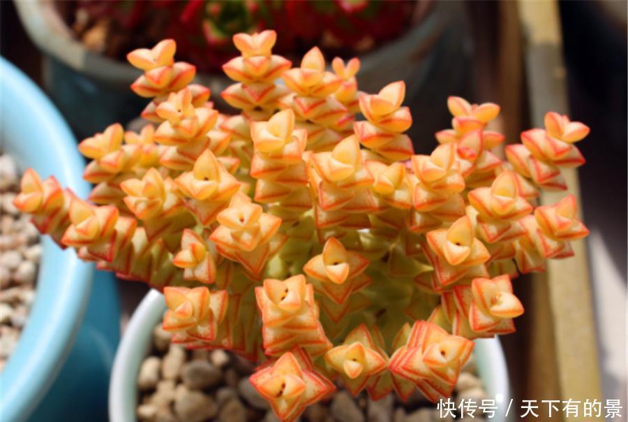 我们的生活|如何让多肉小米星变得鲜红可爱?无非做好3点,1个月颜值逆袭