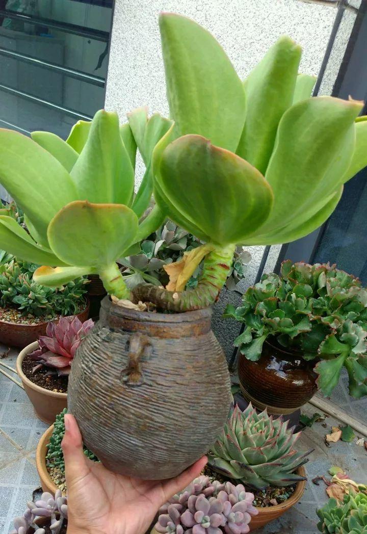 他用菜坛子种多肉,1分不花,呼呼长成“大米饭”!