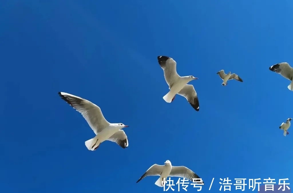 飞翔|海鸥“先头部队”飞临泸沽湖，最美冬季开始啦