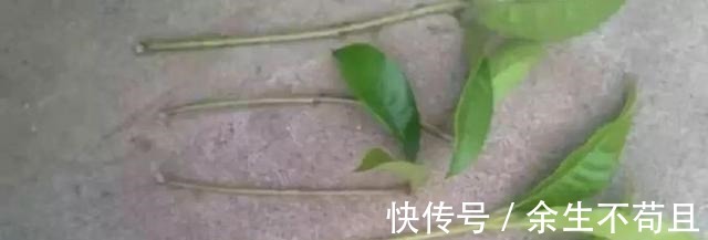 家养桂花出“贵子”,教你用“1根”枝条,30天养成桂花盆栽!