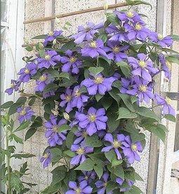 老妈养了5年的铁线莲,每年开春做好3件事,根系壮开花旺!