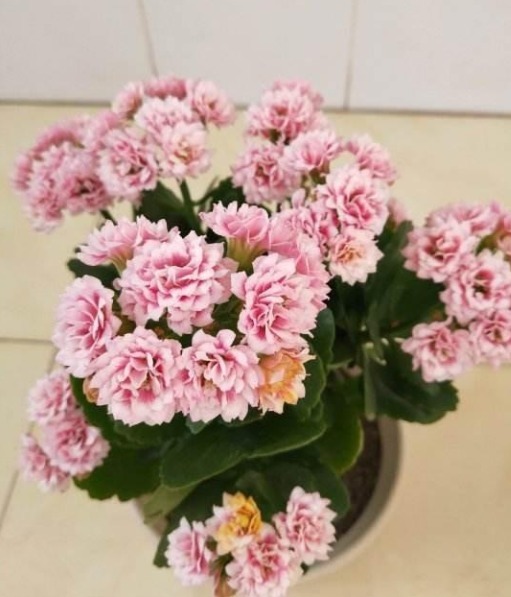 48个长寿花品种，一个比一个漂亮，文末附长寿花的养护简介