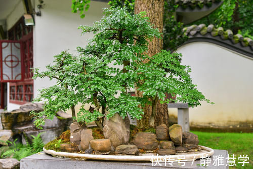 树种|盆景各式各样，叫法各有不同，基础的13种式样，你见过几种
