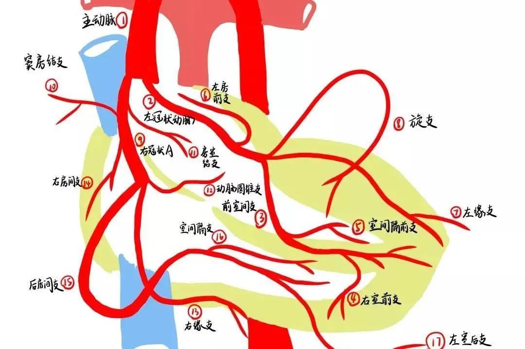 手绘|绝了！浙江一大学老师手绘的人体解剖图如艺术品