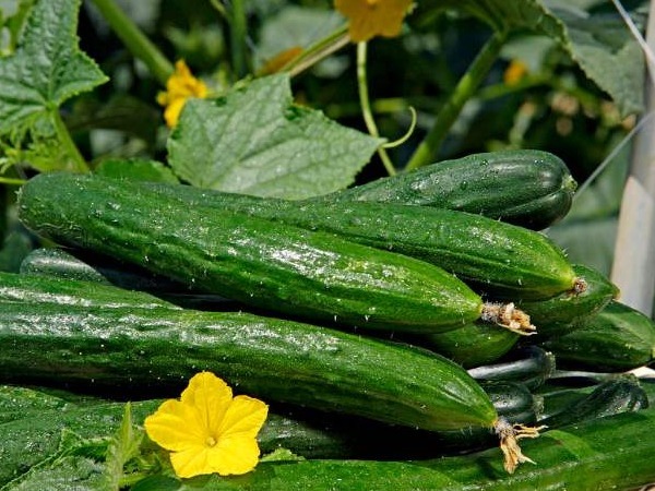 亚硝酸盐|一根黄瓜，一家四口全住院，吃黄瓜必须避开的4个禁忌！