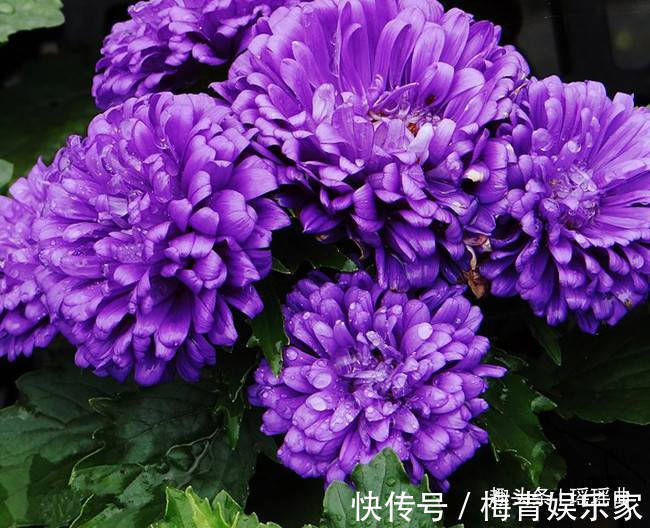 此花绚丽多彩，光彩夺目，让人十分的有安全感，有着相信我的寓意