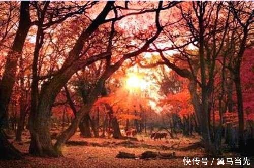 落叶几多悲,缘浅人情薄;多少凄凉意,且与秋风说