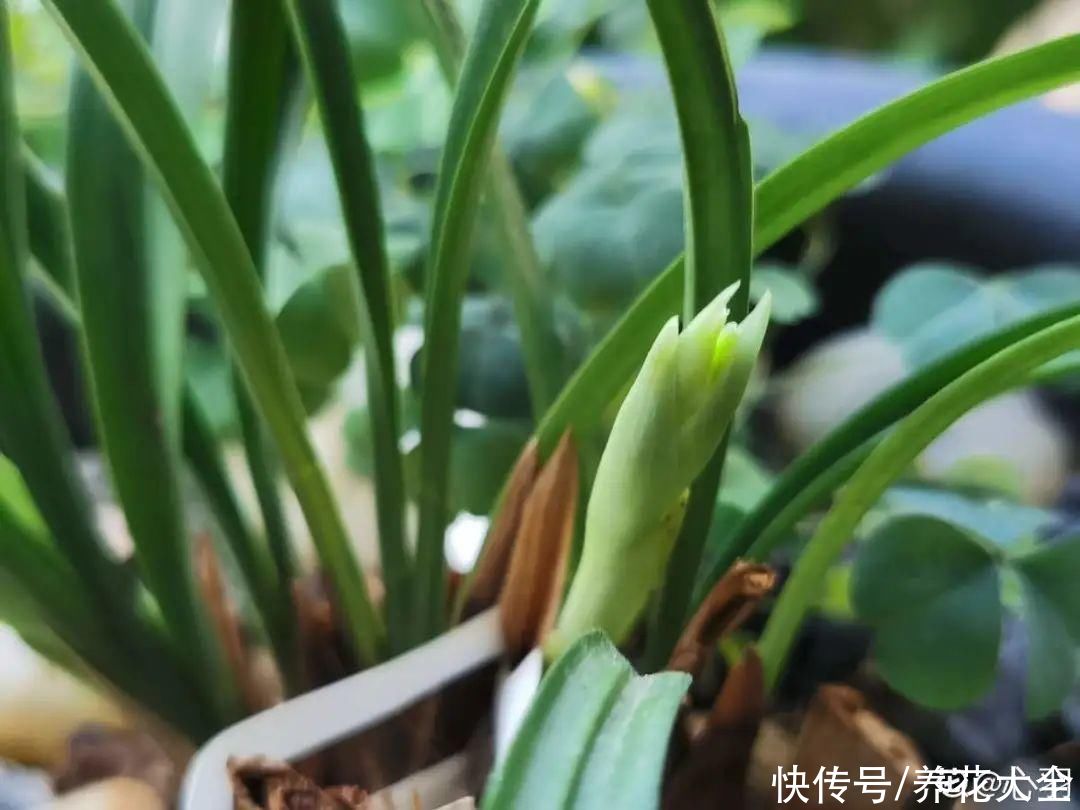 入夏前，10种花要赶紧施肥，不然以后没花看