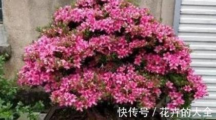 土壤|以下东西不要扔了,土里拌一些,养花效果好,改善土壤!