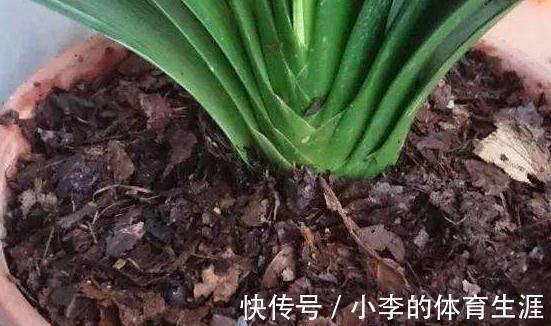 君子兰不见长,不开花,学2招小技巧,快速恢复生长开花旺