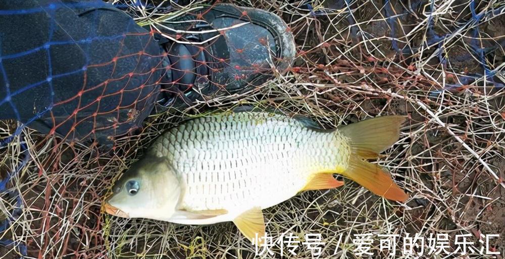 一说冬钓,就是鲫鱼,试试这几种目标鱼,冬季给口也很好