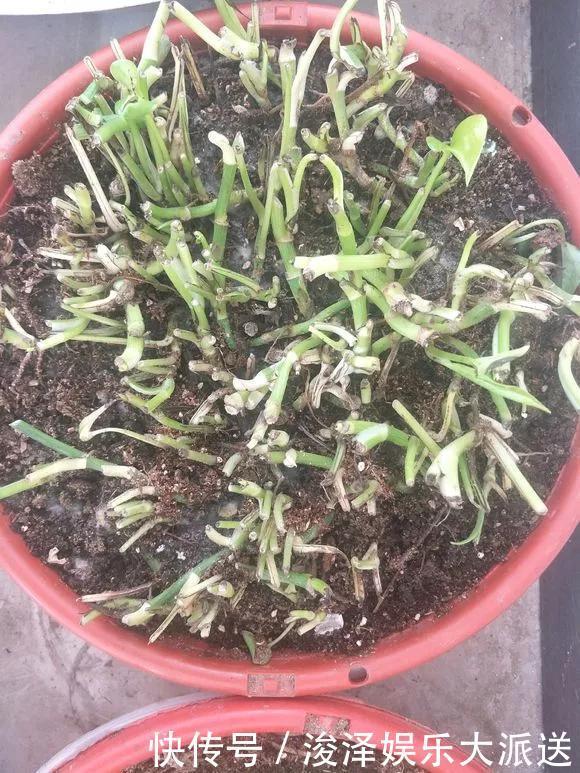 太阳花|咋“折腾”都不死的4种花,越修剪越旺,很难养死