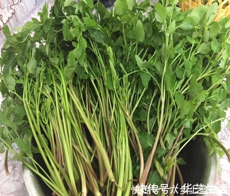 食用价值|1种长在水沟里的“野菜”，11月正鲜嫩，营养高摘来包饺子最好