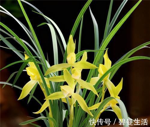 冬天养兰花，要正确浇水，小心伤了“根本”，花期不开花