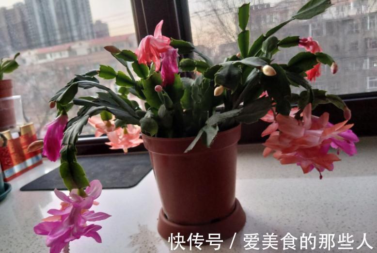 蟹爪兰养不好,主要原因是这3点,做对了植株年年开花