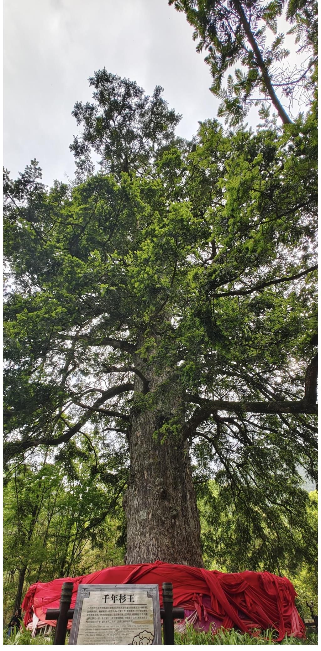 神农|我国中医药诞生地，山峦高峻，崖壁陡峭，还有一棵千年古杉王