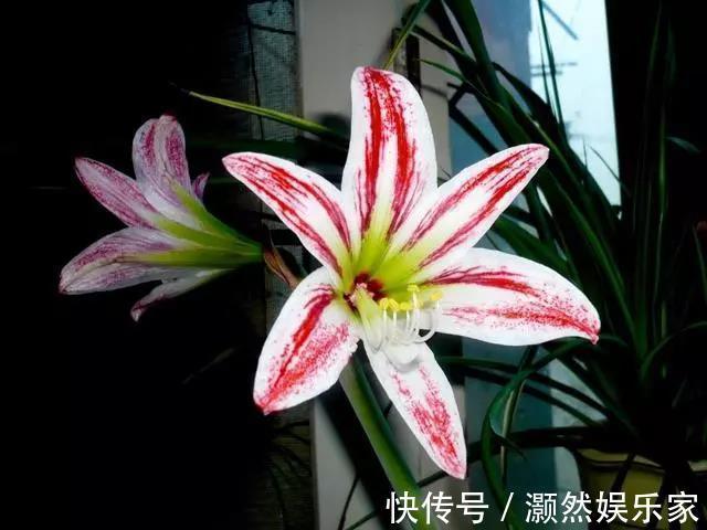 花盆|家里养的花叶子发黄可以给它换换土,此几种花不换土不易活