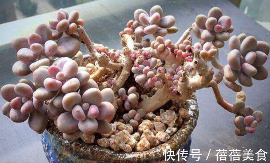 小老桩|新手养多肉桃蛋,3个要点要牢记,做好了养成老桩,美极了