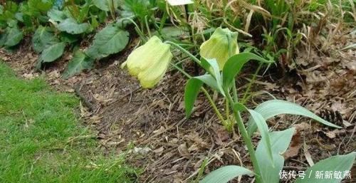 农村|农村一种野草,专家说可清热润肺,以前不被重视现在一斤80元