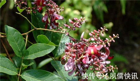 五味子|此花随风飘荡,在空中争奇斗艳,散发出浓郁的花香,象征着高洁