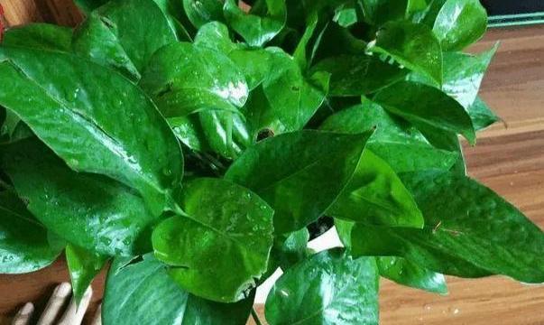 养殖花草小妙招用香蕉皮盆栽植物,分分钟搞定肥水、清洁问题