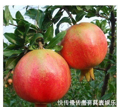 这几种常见水果吃完后核不要扔,不然亏大了,7天长成美丽盆栽