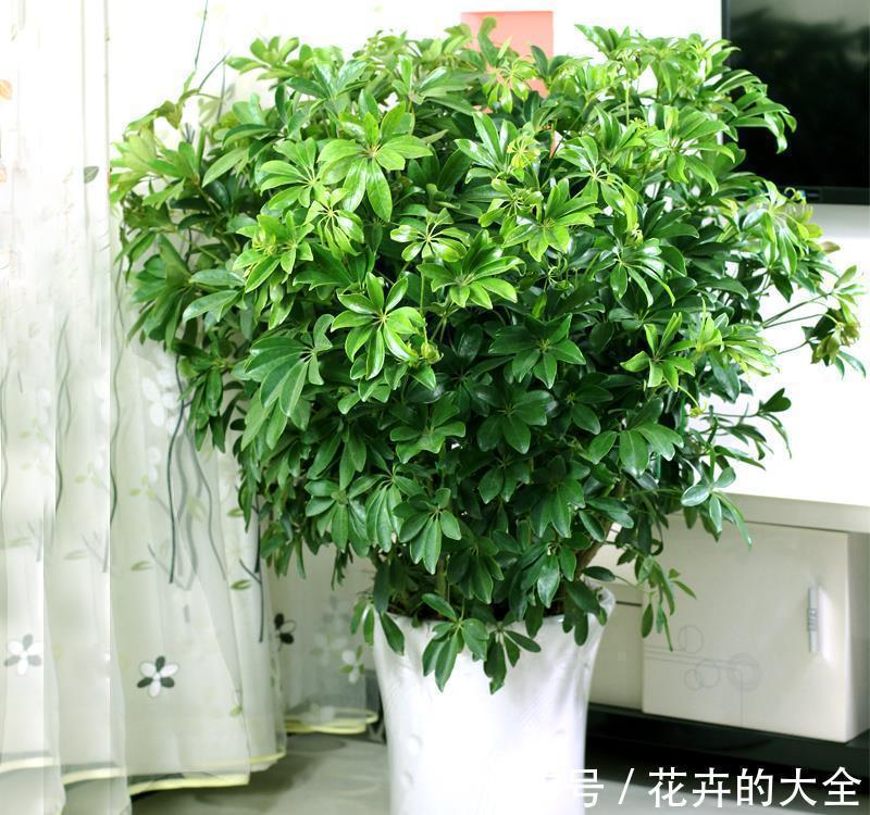 利于健康的“9种花”，株型雅致有格调，寓意“吉祥”有韵味